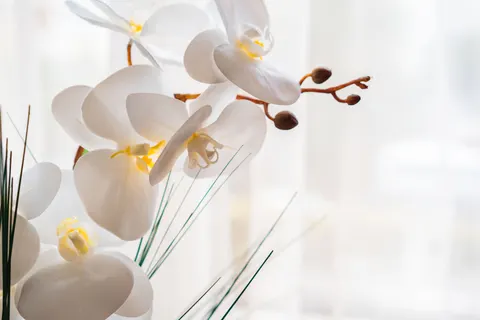Hình nền Hoa lan 4K · flowers · 3840×2560