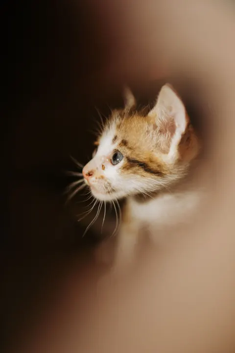 Kitten Phone Wallpaper · pets · 1440×2160