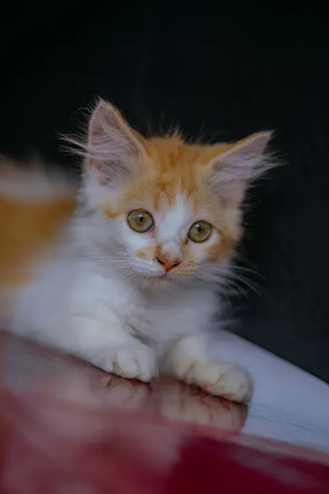 Kitten Phone Wallpaper · pets · 1440×2160