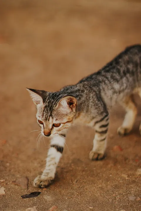 Kitten Phone Wallpaper · pets · 1440×2160