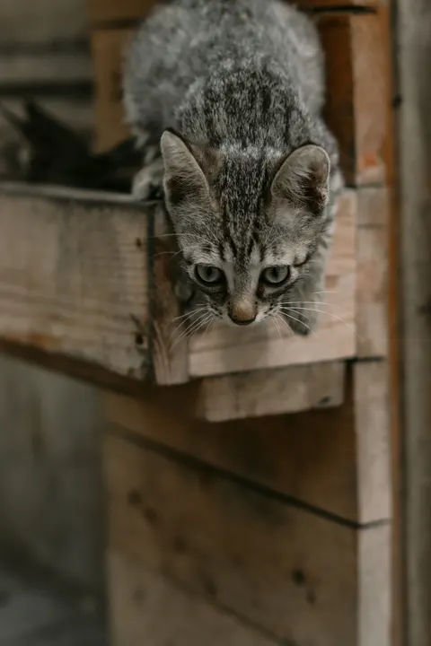 Kitten Phone Wallpaper · pets · 1440×2160