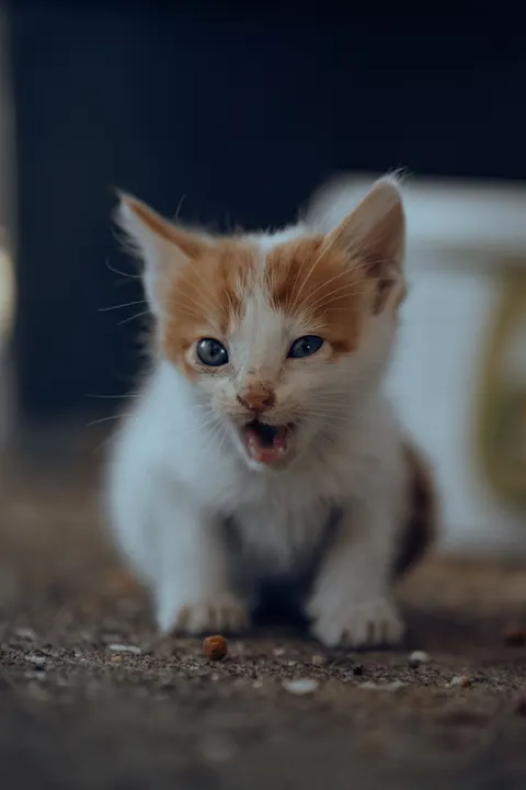 Kitten Phone Wallpaper · pets · 1440×2160