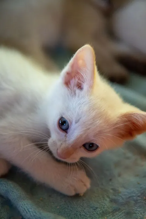 Mèo Con Hình Nền Điện Thoại · pets · 1440×2160