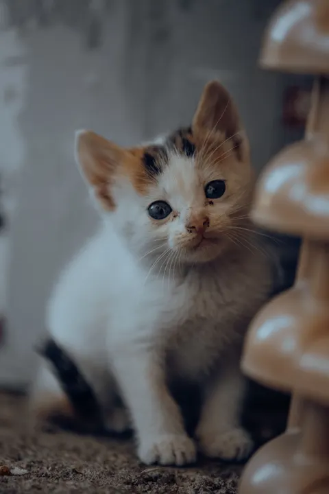 Gatinho Papel de Parede para Celular · pets · 1440×2160