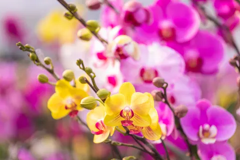 Orchid 4K Wallpaper · flowers · 3840×2560