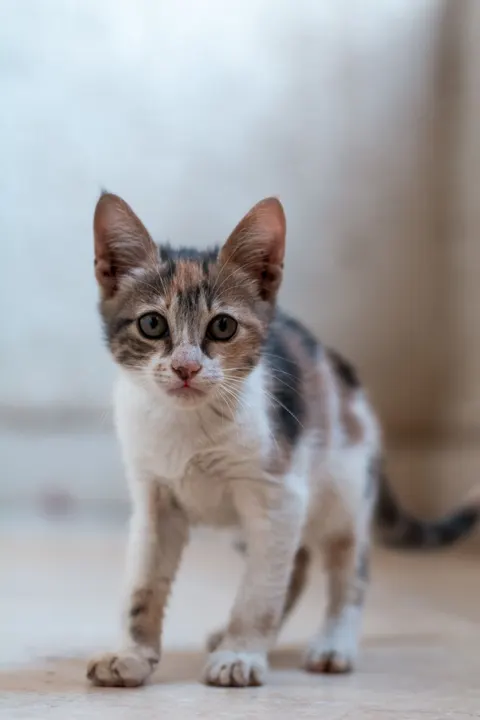 Kitten Phone Wallpaper · pets · 1440×2160