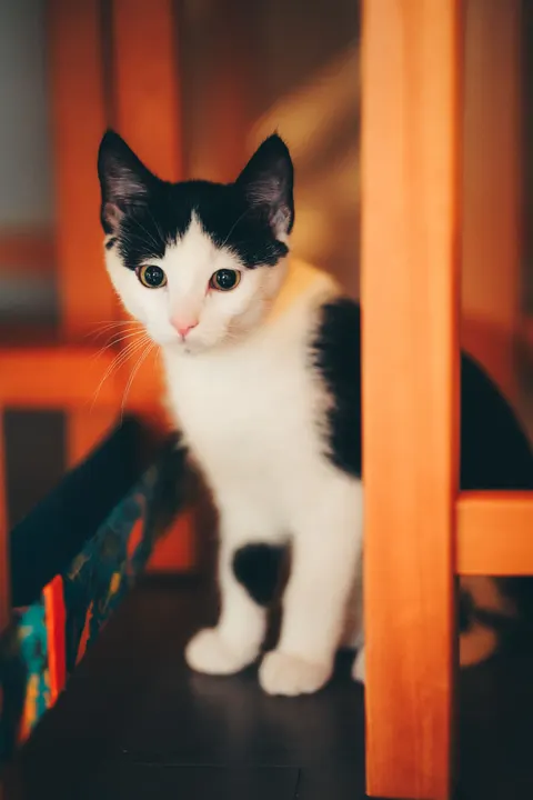 Kitten Phone Wallpaper · pets · 1440×2160