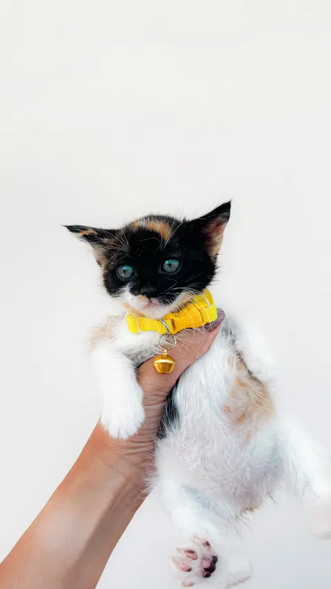 Kitten Phone Wallpaper · pets · 1440×2560