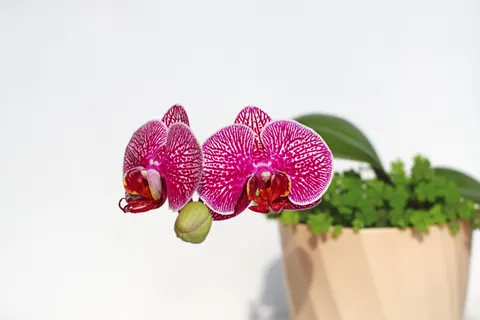 Wallpaper Anggrek 4K · flowers · 3840×2560