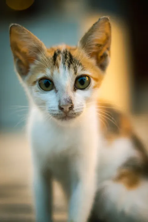 Kitten Phone Wallpaper · pets · 1440×2160