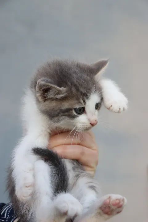 Kitten Phone Wallpaper · pets · 1440×2160