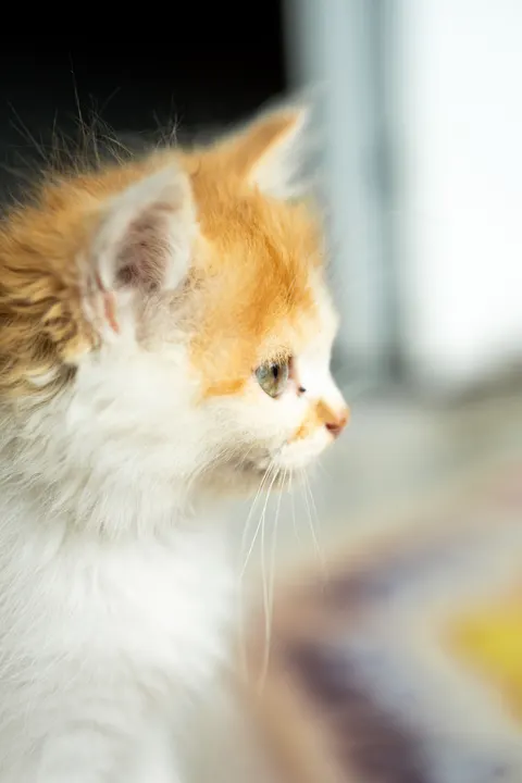 子猫 スマホ壁紙 · pets · 1440×2160