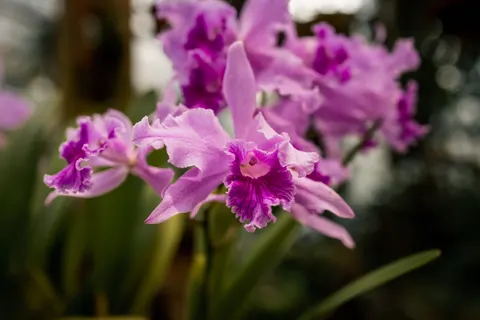 Orchidee 4K-achtergrond · flowers · 3840×2561