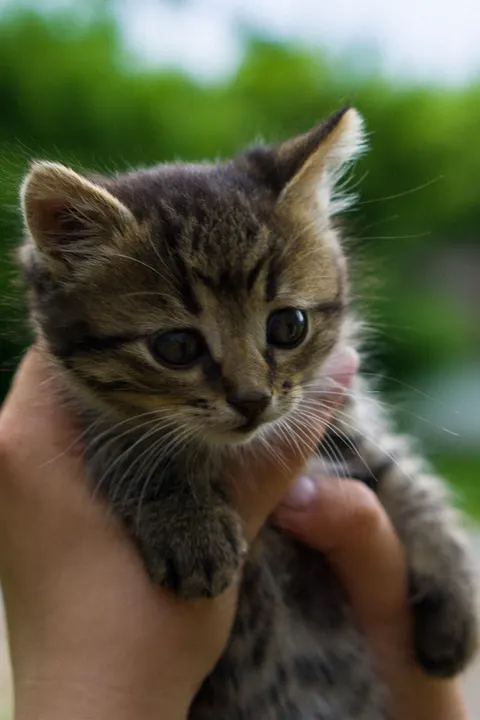 Kitten Phone Wallpaper · pets · 1440×2160