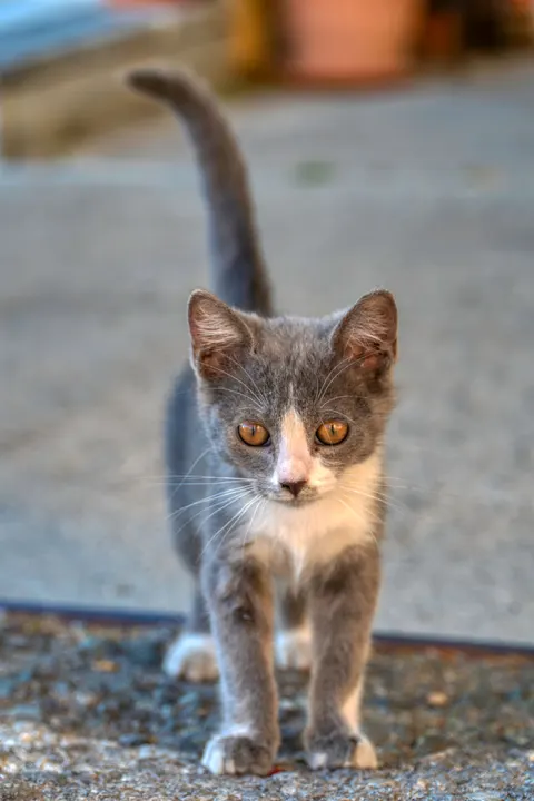 Fondo de Pantalla para Móvil Gatito · pets · 1440×2160