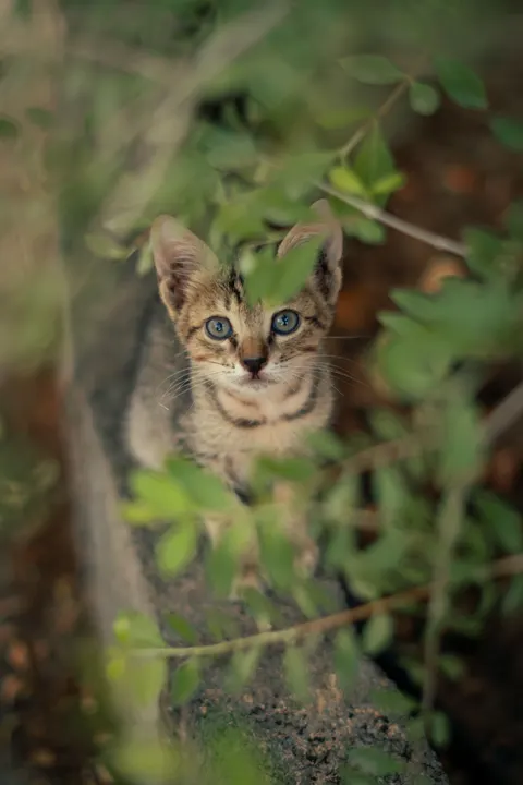 Kitten Phone Wallpaper · pets · 1440×2160