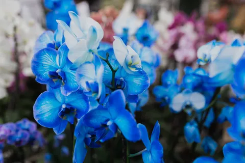Orchid 4K Wallpaper · flowers · 3840×2560