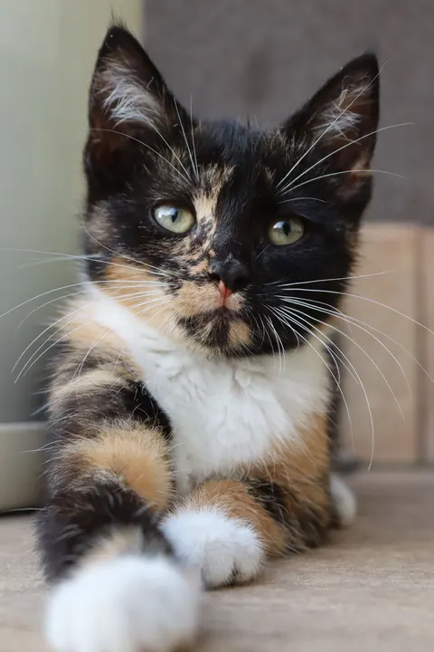 Kitten Phone Wallpaper · pets · 1440×2160
