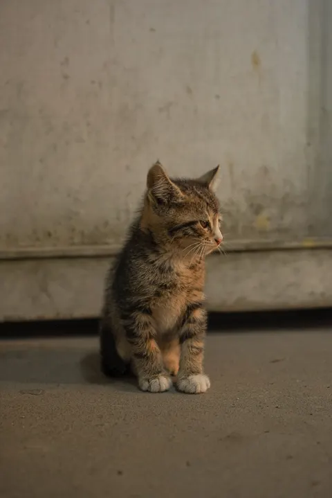 子猫 スマホ壁紙 · pets · 1440×2155