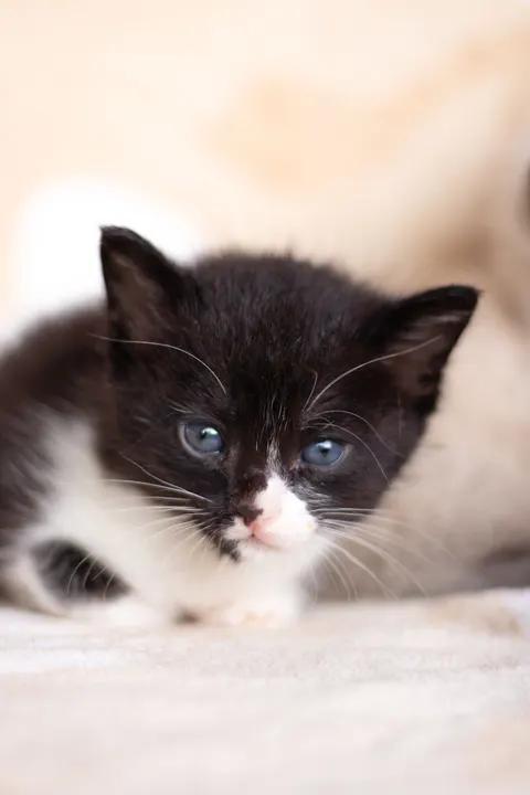 Kitten Phone Wallpaper · pets · 1440×2160