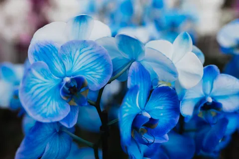 Orchid 4K Wallpaper · flowers · 3840×2560