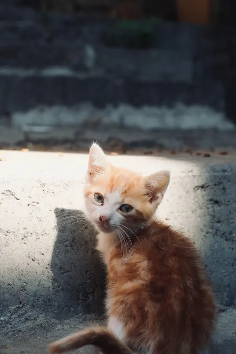 Kitten Phone Wallpaper · pets · 1440×2160