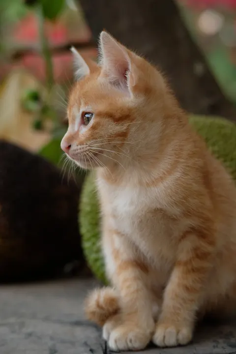Kitten Phone Wallpaper · pets · 1440×2160