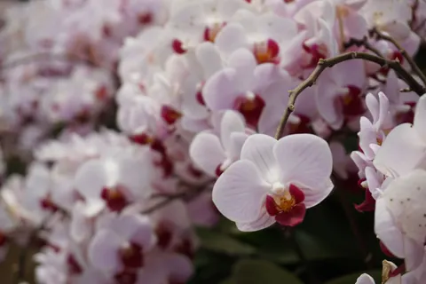 Orchid 4K Wallpaper · flowers · 3840×2560