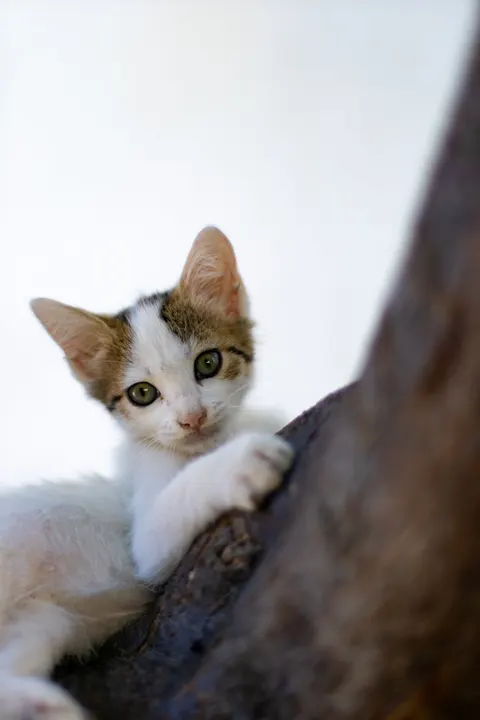 Kitten Phone Wallpaper · pets · 1440×2160