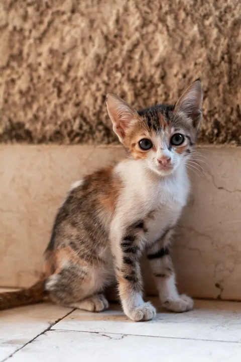 Kitten Phone Wallpaper · pets · 1440×2160