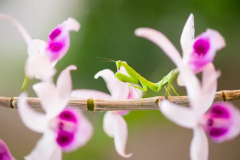 Orchid 4K Wallpaper · flowers · 3840×2563