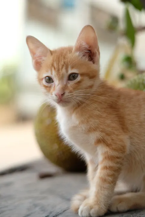 Kitten Phone Wallpaper · pets · 1440×2160