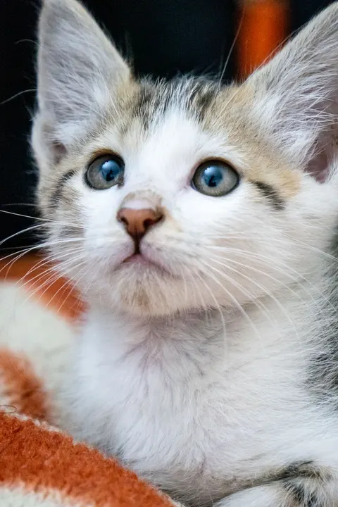 Kitten Phone Wallpaper · pets · 1440×2160