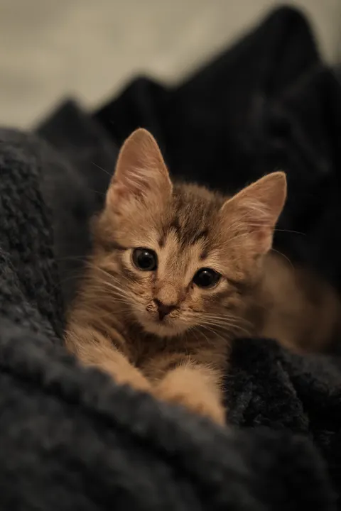 Kitten Phone Wallpaper · pets · 1440×2160