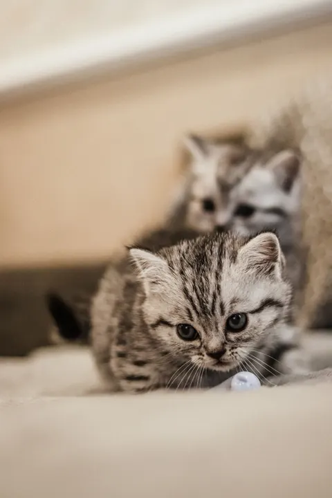 Kitten Phone Wallpaper · pets · 1440×2160