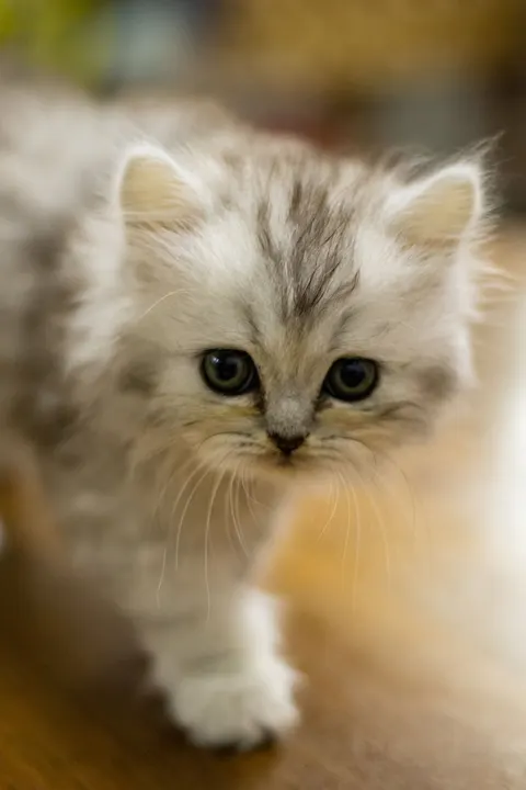 Kitten Phone Wallpaper · pets · 1440×2160