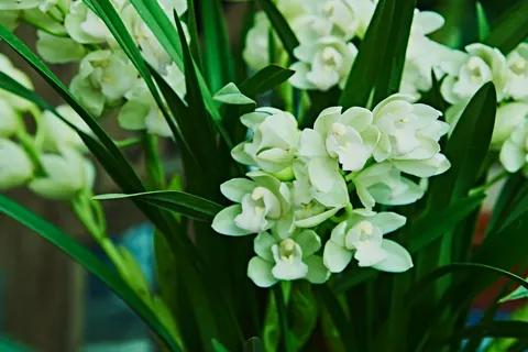 蘭花 4K桌布 · flowers · 3840×2560