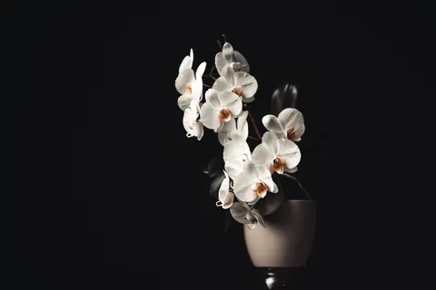 والپیپر ارکیده با کیفیت 4K · flowers · 3840×2561