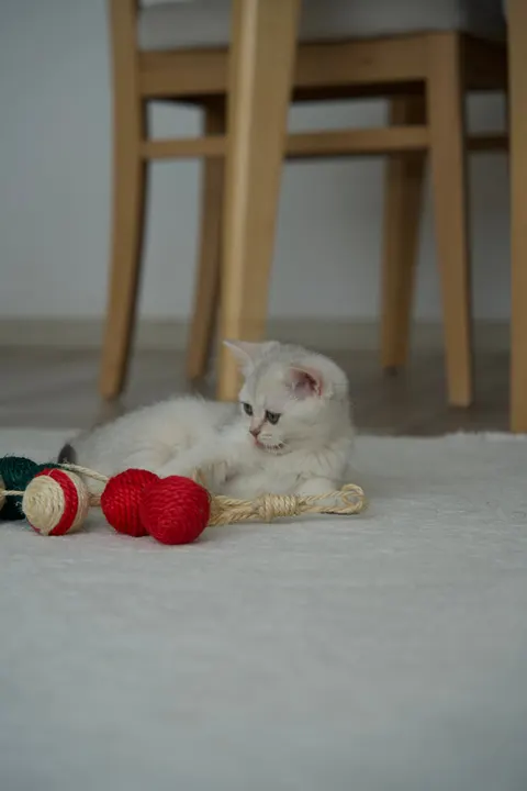 Kitten Phone Wallpaper · pets · 1440×2159