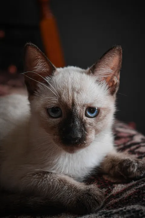 هرة صغيرة خلفية للجوال · pets · 1440×2160