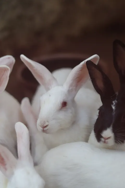 Bunny Phone Wallpaper · pets · 1440×2160