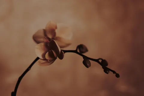 Papel de parede Orquídea 4K · flowers · 3840×2563