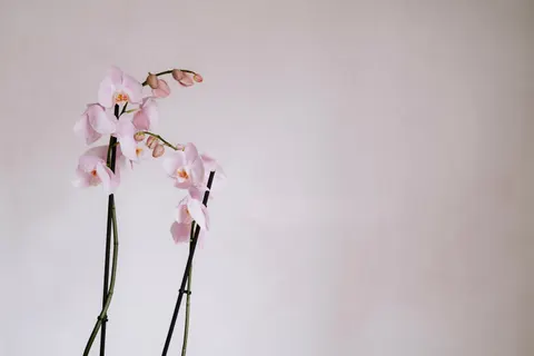 ऑर्किड 4K वॉलपेपर · flowers · 3840×2560