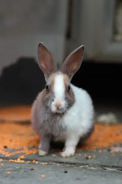 Bunny Phone Wallpaper · pets · 1440×2160