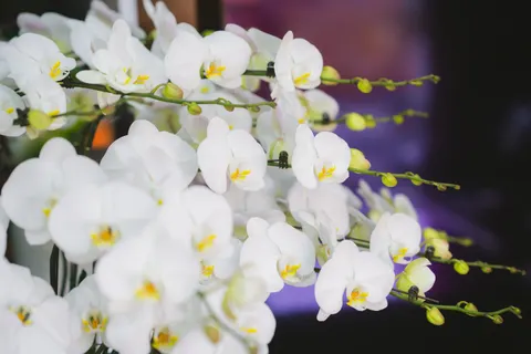 Orchid 4K Wallpaper · flowers · 3840×2560