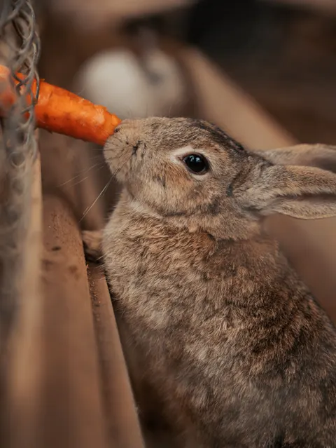 Bunny Phone Wallpaper · pets · 1440×1918