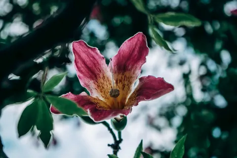 Hình nền Hoa lan 4K · flowers · 3840×2560