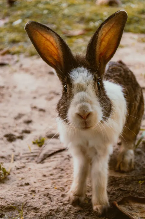 Bunny Phone Wallpaper · pets · 1440×2166