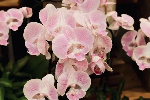 Orchid 4K Wallpaper · flowers · 3840×2560