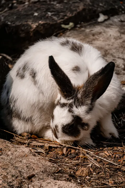 Bunny Phone Wallpaper · pets · 1440×2160